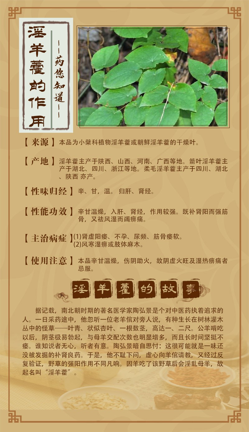 淫羊藿.jpg