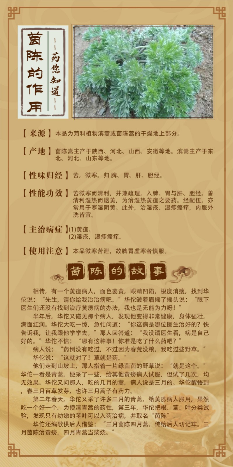 茵陳.jpg