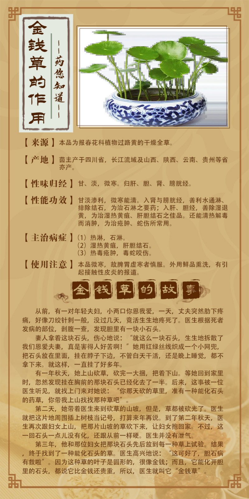 金錢草.jpg