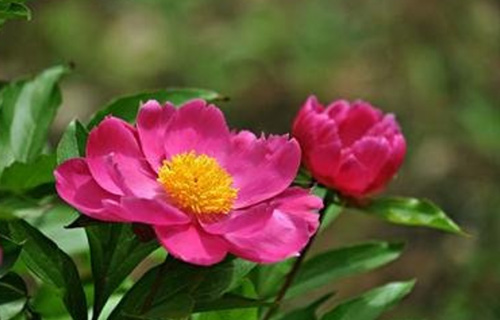 藥您知道 | 赤芍的作用