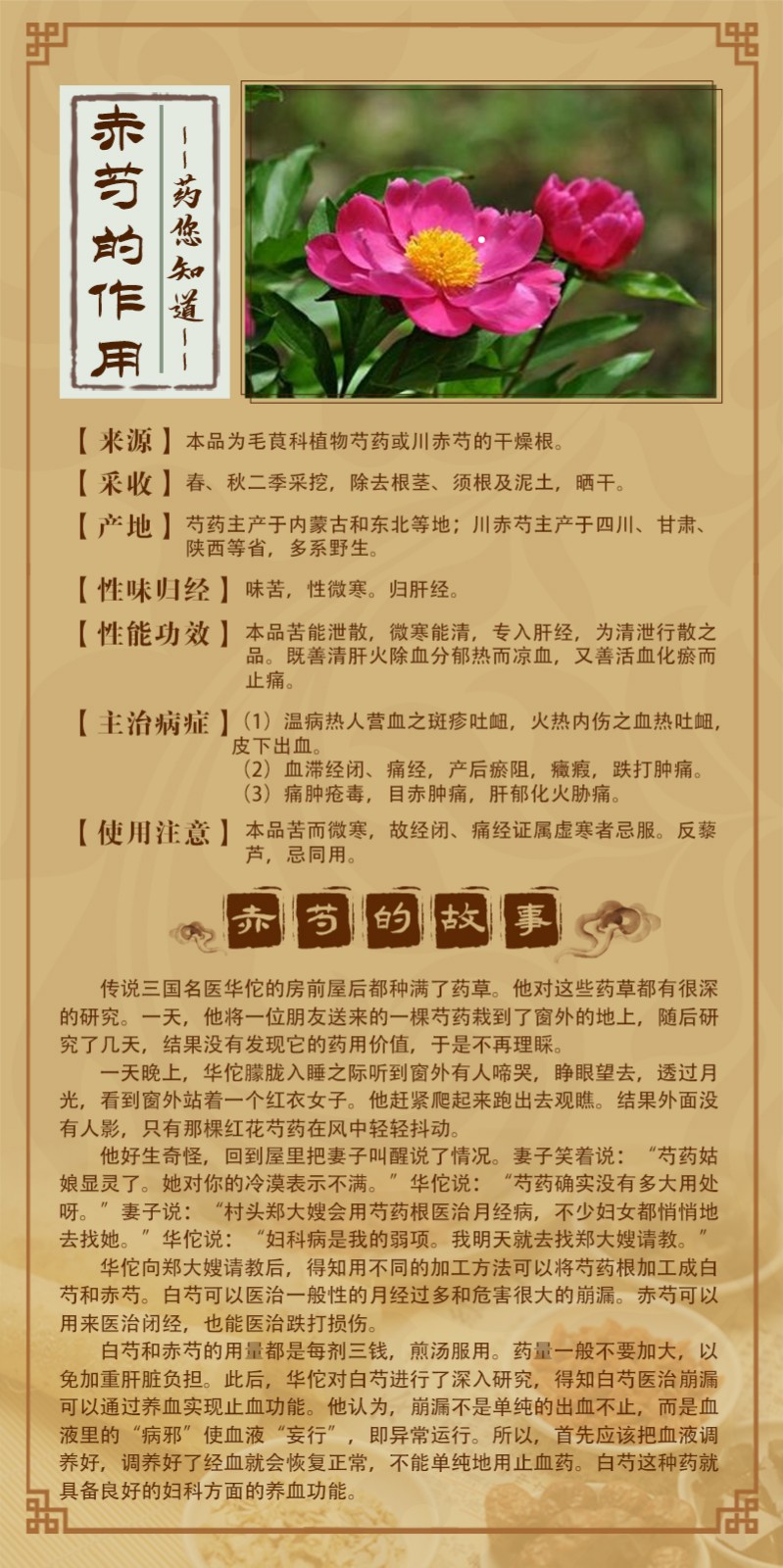 中藥故事館-赤芍.jpg