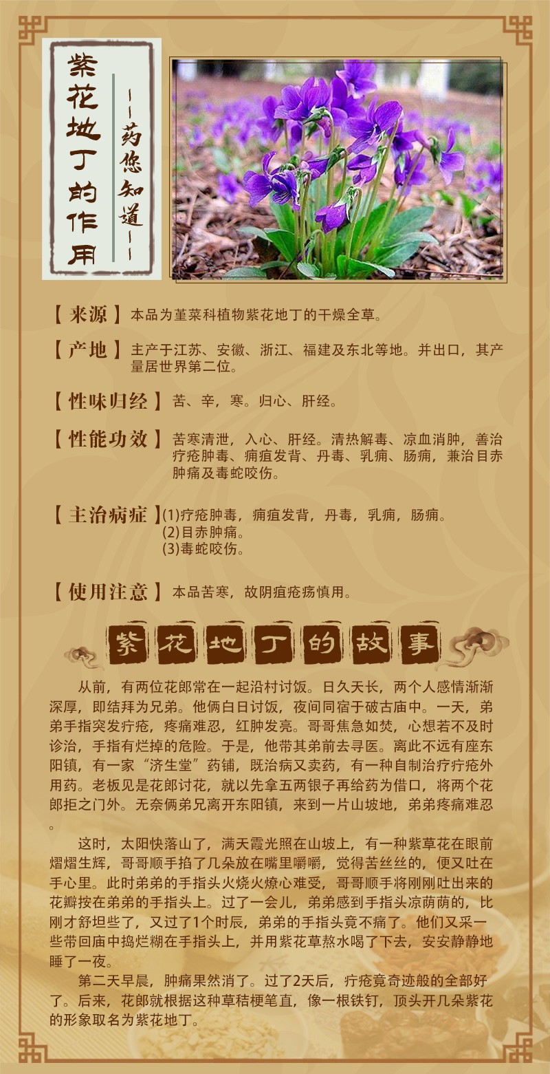 紫花地丁.jpg